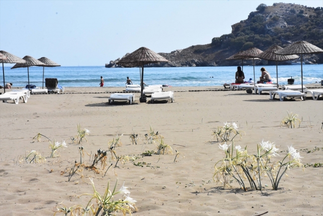 Koruma altındaki kum zambakları Akdeniz ve Ege sahillerini süslüyor